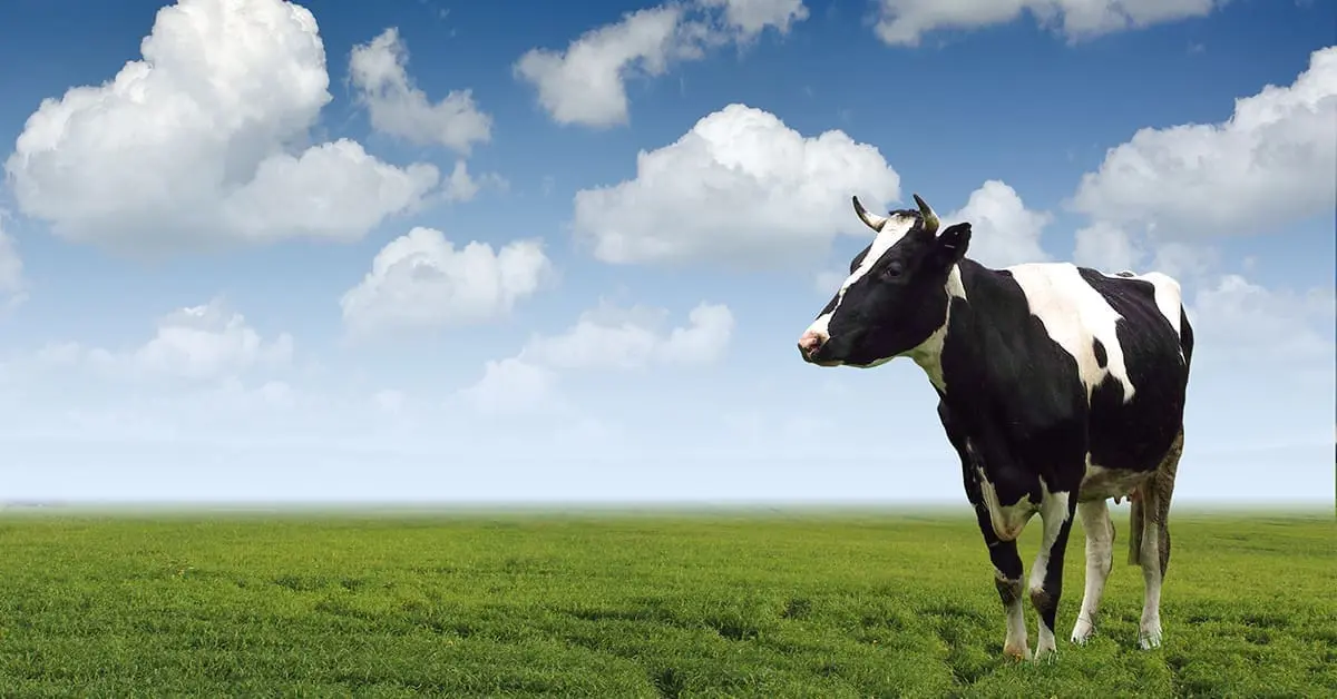 turn your website into a cash cow