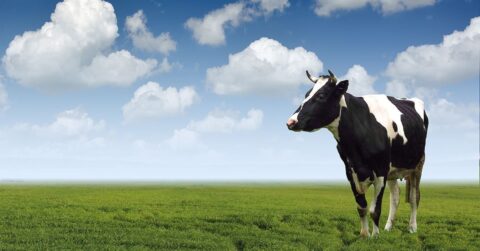 Turn Your Website Into a Cash Cow With These 5 Tips